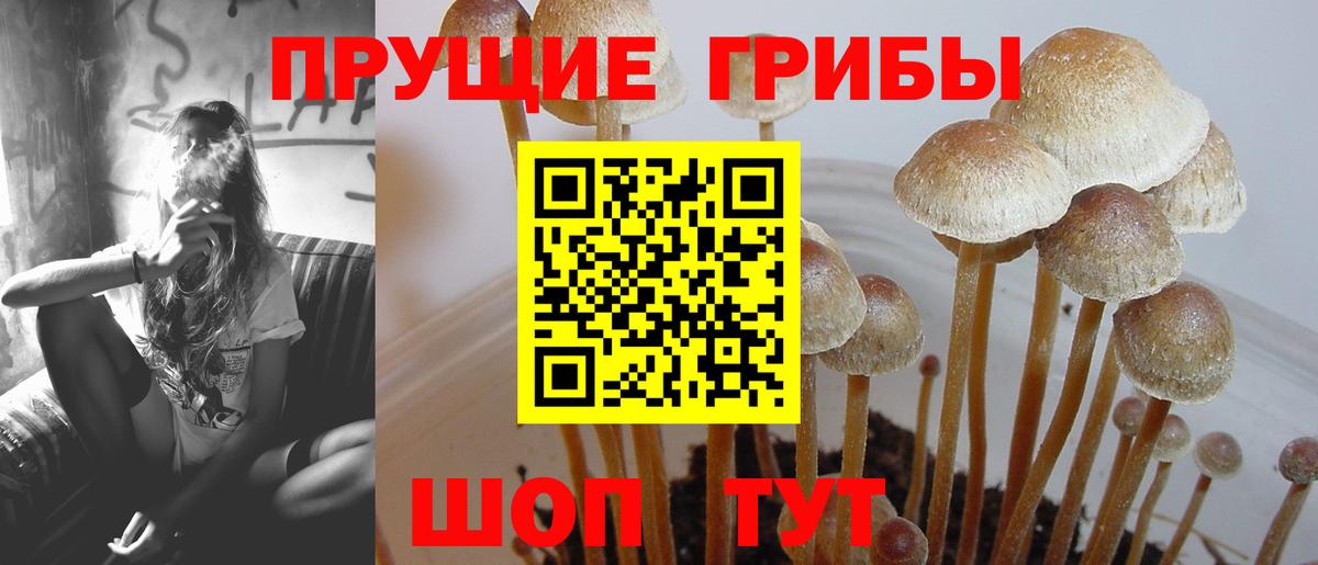 Галлюциногенные грибы Psilocybe  Вход с VPN  Медногорск  Галлюциногенные грибы мухоморы 